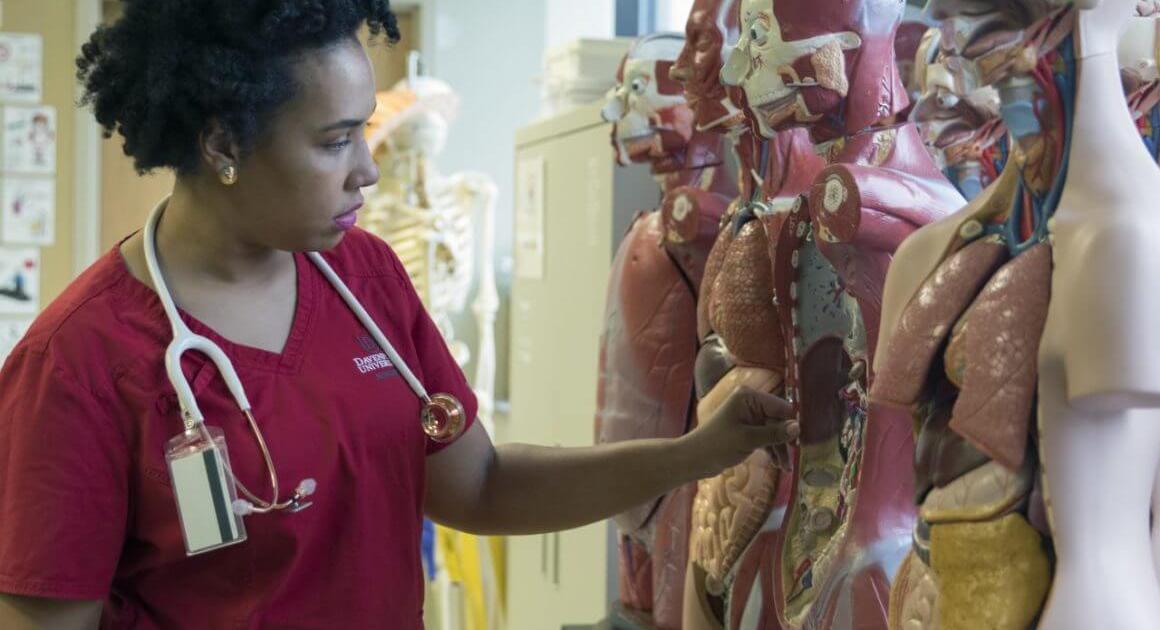 Student in red scrubs looking at an anatomy display